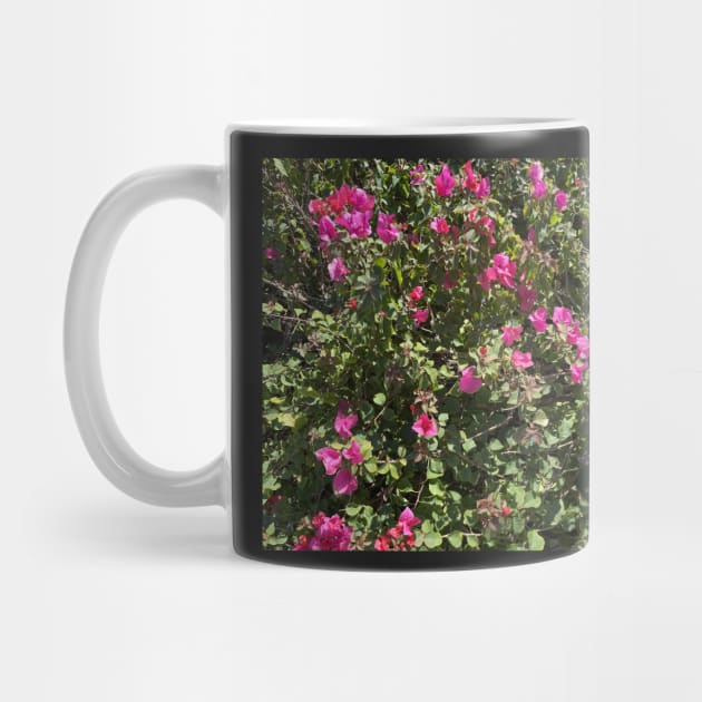 pink bougainvillea by Sparkleweather